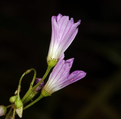 Lewisia congdonii, photographed by Steve Matson