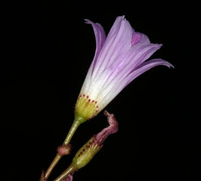 Lewisia congdonii, photographed by Steve Matson