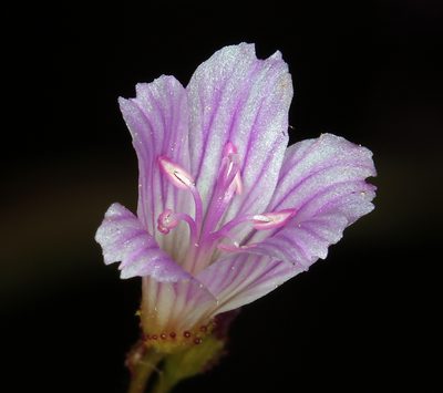 Lewisia congdonii, photographed by Steve Matson