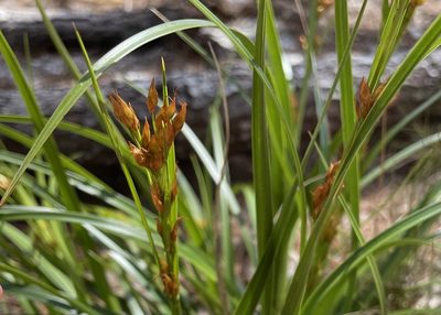 Rhynchospora megalocarpa, photographed by Pete Grannis