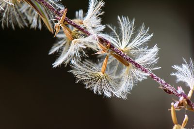 Ainsliaea henryi, photographed by Cheng-Tao Lin