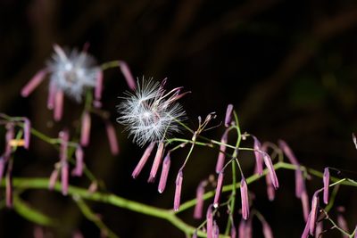 Paraprenanthes melanantha, photographed by Cheng-Tao Lin