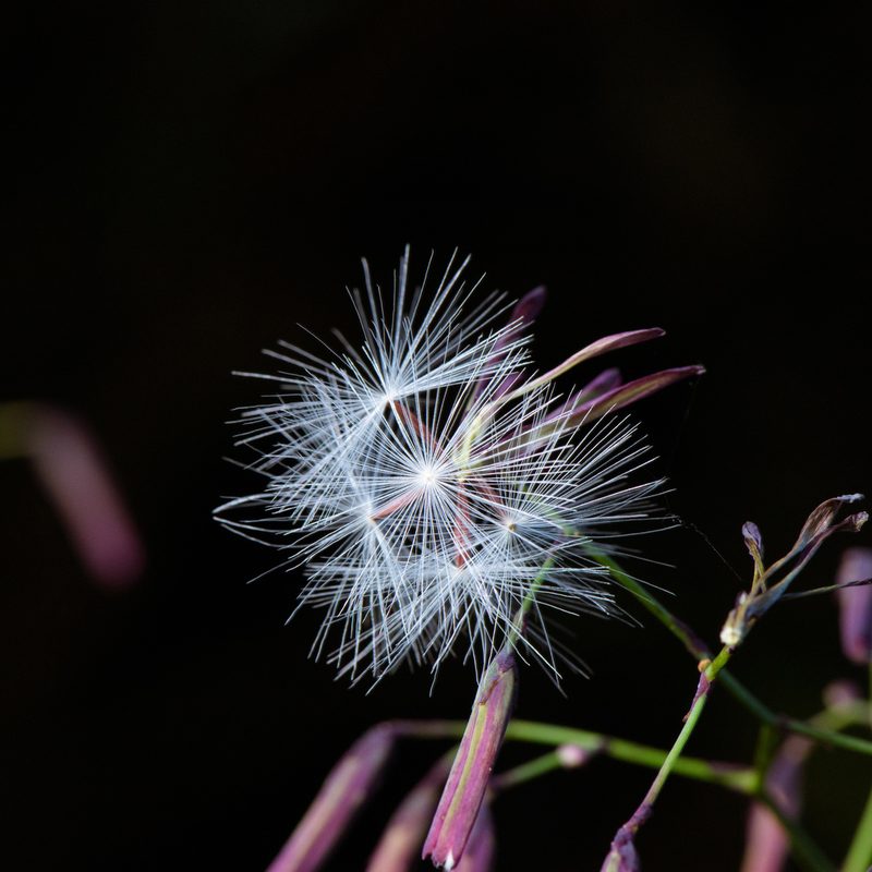Paraprenanthes melanantha, photographed by Cheng-Tao Lin