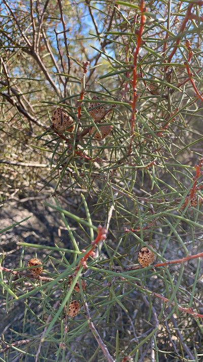 Hakea mitchellii, photographed by Oliver S.