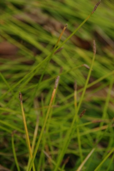 Eleocharis montana, photographed by Eric Knight