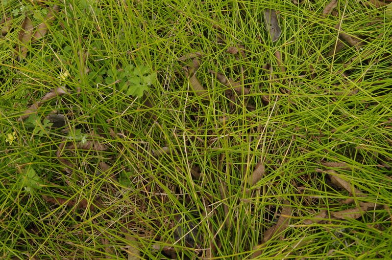 Eleocharis montana, photographed by Eric Knight