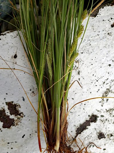 Carex fretalis, photographed by Peter de Lange