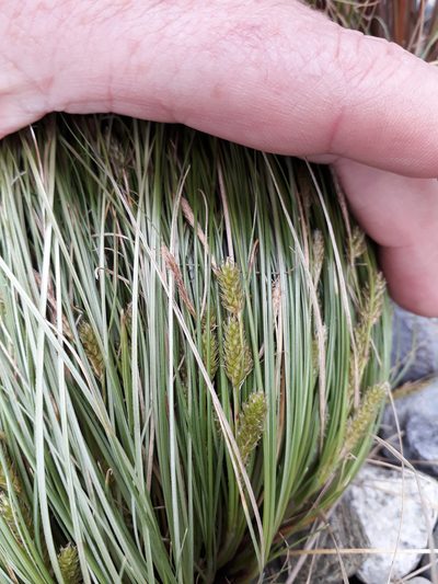 Carex fretalis, photographed by Peter de Lange