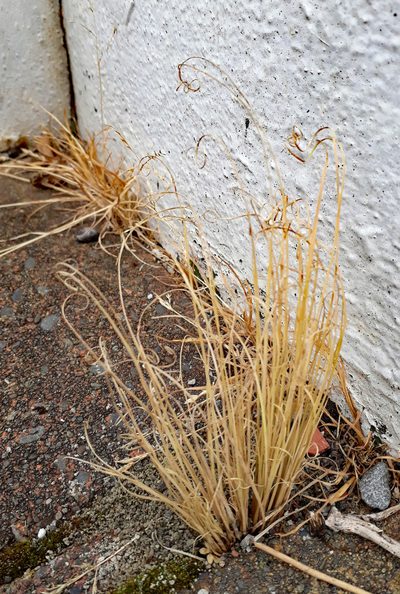 Carex fretalis, photographed by Peter de Lange