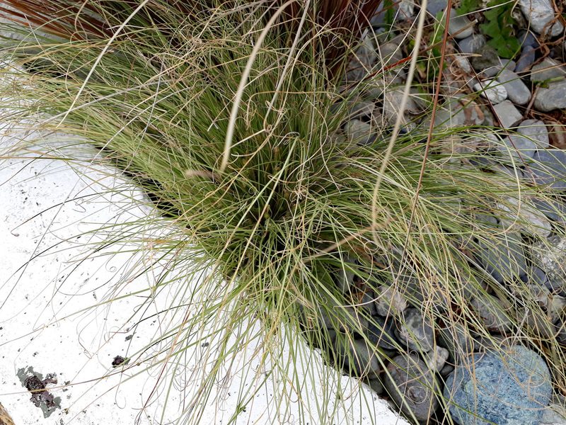 Carex fretalis, photographed by Peter de Lange