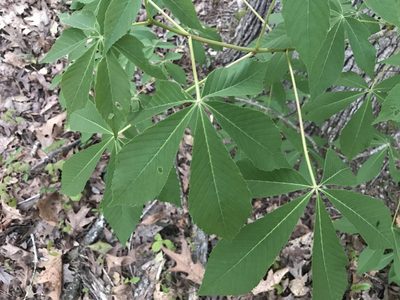Aesculus sylvatica, photographed by Raven Dandridge