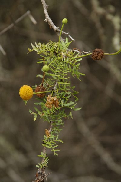 Vachellia insulae-iacobi, photographed by Eric Knight
