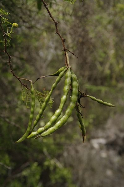 Vachellia insulae-iacobi, photographed by Eric Knight