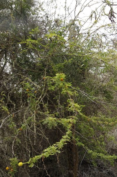 Vachellia insulae-iacobi, photographed by Eric Knight