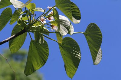 Vernicia fordii, photographed by Mike Tilley