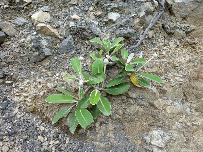 Pachystegia minor, photographed by Murray Dawson