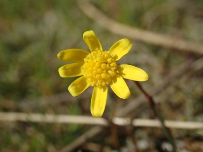 Crocidium multicaule, photographed by Randal