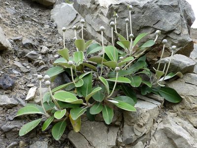 Pachystegia minor, photographed by Murray Dawson