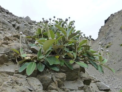 Pachystegia minor, photographed by Murray Dawson
