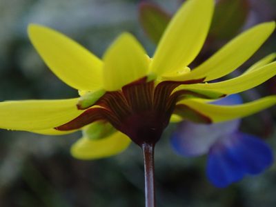 Crocidium multicaule, photographed by Randal