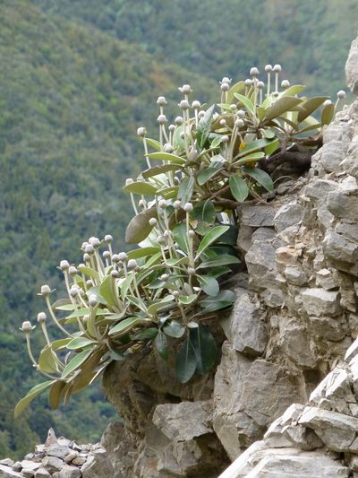 Pachystegia minor, photographed by Murray Dawson