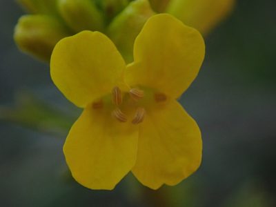 Barbarea orthoceras, photographed by Randal