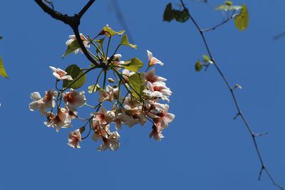 Vernicia fordii, photographed by Mike Tilley