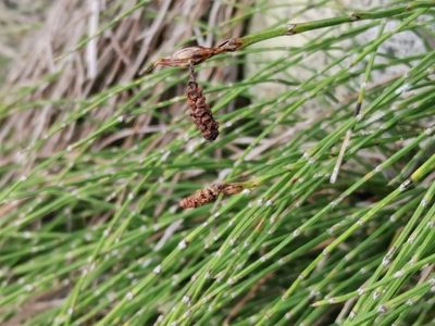Equisetum bogotense, photographed by Inao Vasquez