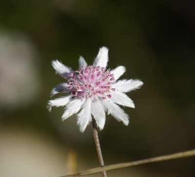 Actinotus forsythii, photographed by Tim