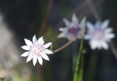 Actinotus forsythii, photographed by Tim