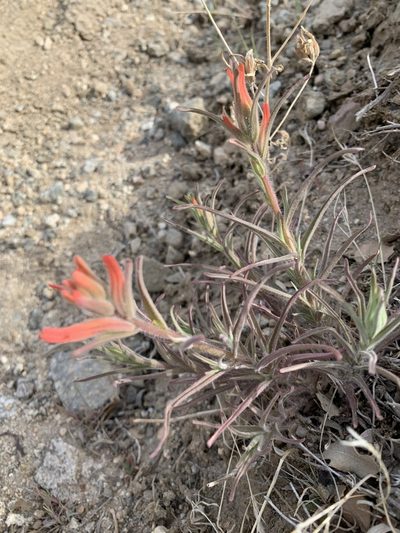 Castilleja subinclusa, photographed by Leah Gardner