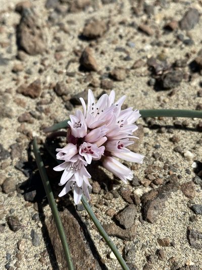 Allium robinsonii, photographed by Matt Berger