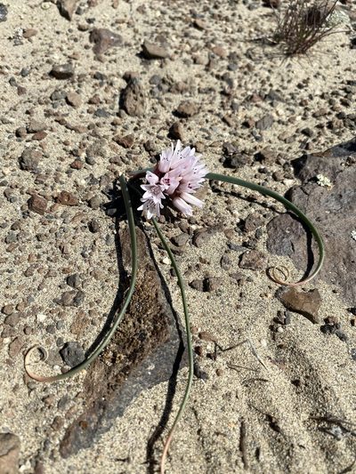 Allium robinsonii, photographed by Matt Berger