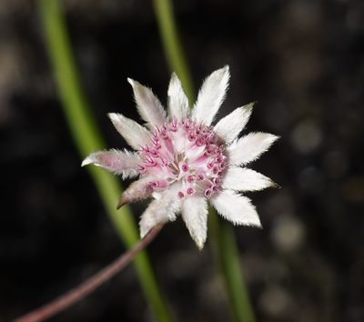 Actinotus forsythii, photographed by Tim