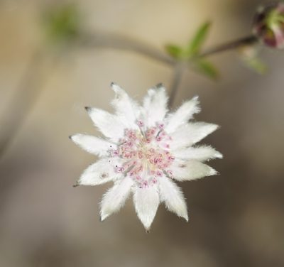 Actinotus forsythii, photographed by Tim