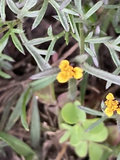 Heterosperma achaetum, photographed by julianazuluaga-carrero