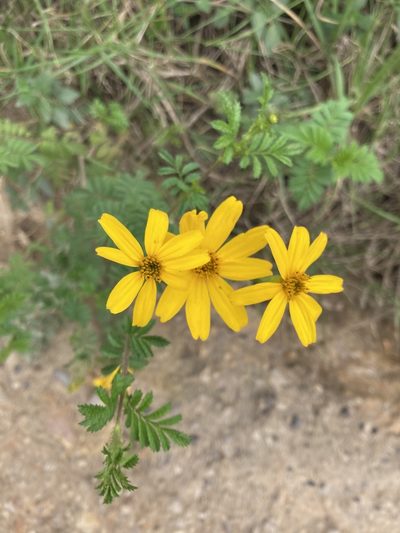Tagetes zypaquirensis, photographed by julianazuluaga-carrero