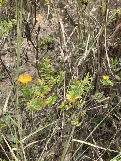 Hypericum ruscoides, photographed by julianazuluaga-carrero