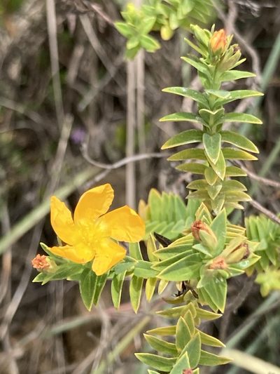 Hypericum ruscoides, photographed by julianazuluaga-carrero