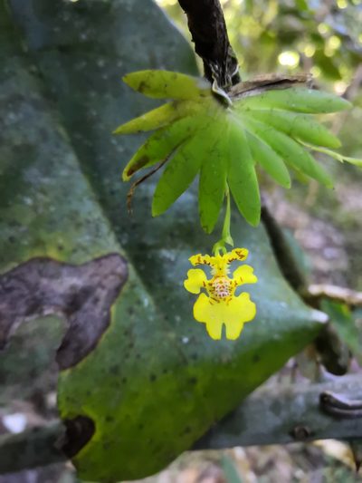 Erycina pusilla, photographed by Ana Nuño