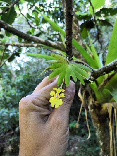 Erycina pusilla, photographed by Ana Nuño