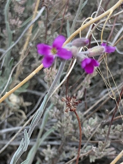 Boechera pulchra, photographed by Leah Gardner