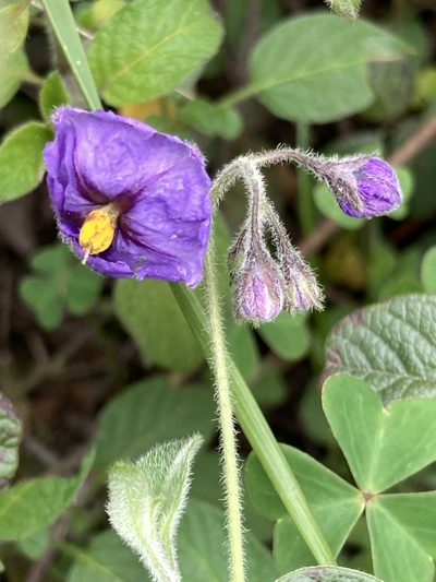 Solanum caripense, photographed by julianazuluaga-carrero