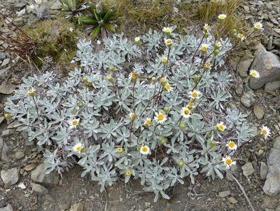 Celmisia allanii, photographed by Murray Dawson