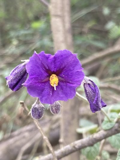 Solanum caripense, photographed by julianazuluaga-carrero