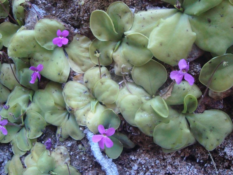 Pinguicula zamudioana, photographed by Ana Nuño