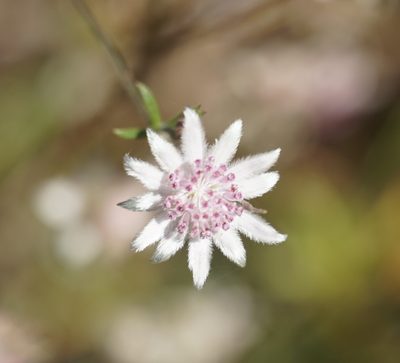 Actinotus forsythii, photographed by Tim