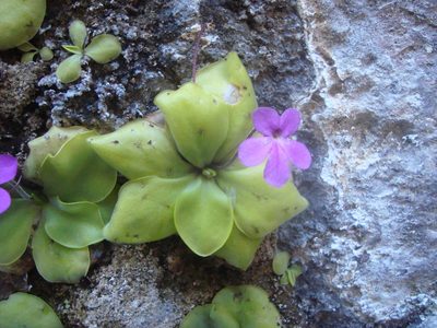 Pinguicula zamudioana, photographed by Ana Nuño