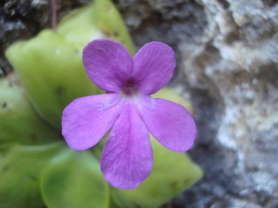 Pinguicula zamudioana, photographed by Ana Nuño