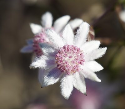 Actinotus forsythii, photographed by Tim